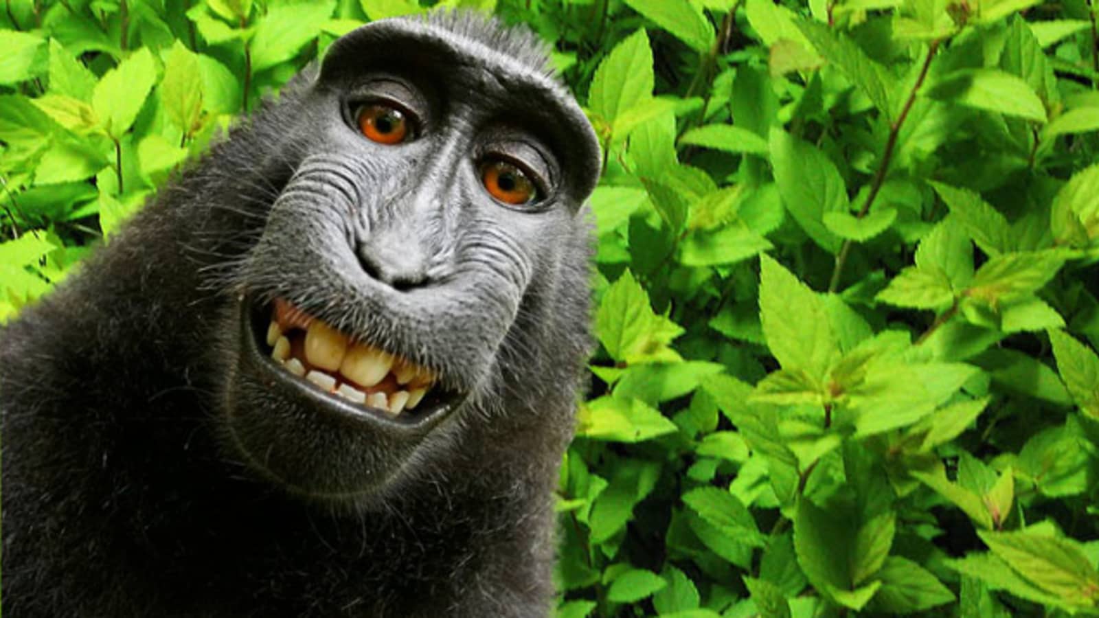 Identity Verification Is No Monkey Business - Monkey selfie